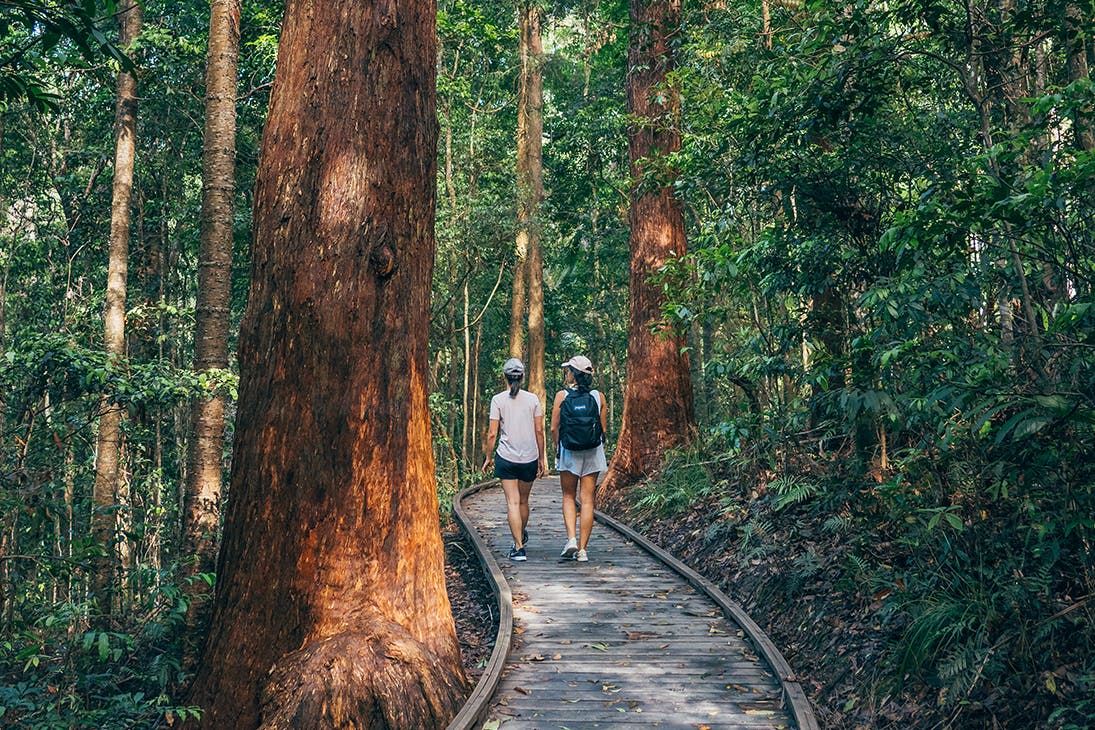 Two women walk along a raised boardwalk through a forest.